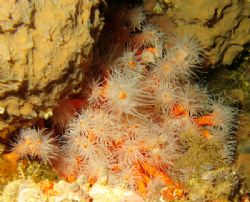 Coral at 24m in Lanzarote by Richard Williamson 